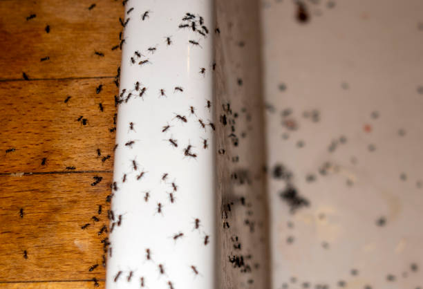 Best Emergency Pest Control  in Rome City, IN