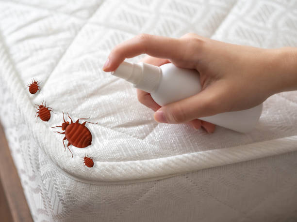 Best Flea Control Services  in Rome City, IN