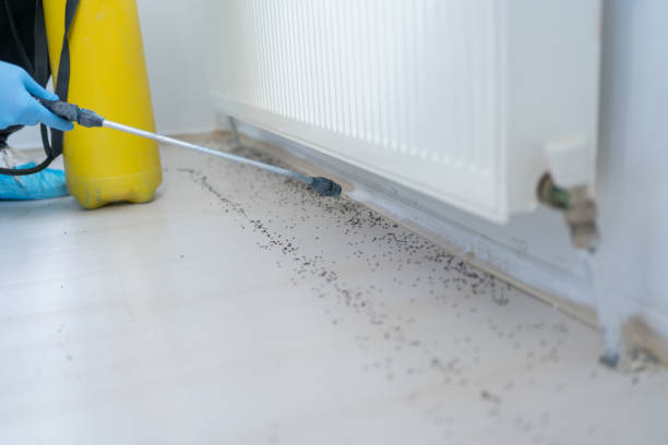 Flea Control Services in Rome City, IN