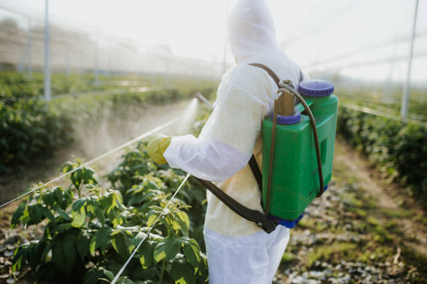 Best Termite Control Services  in Rome City, IN